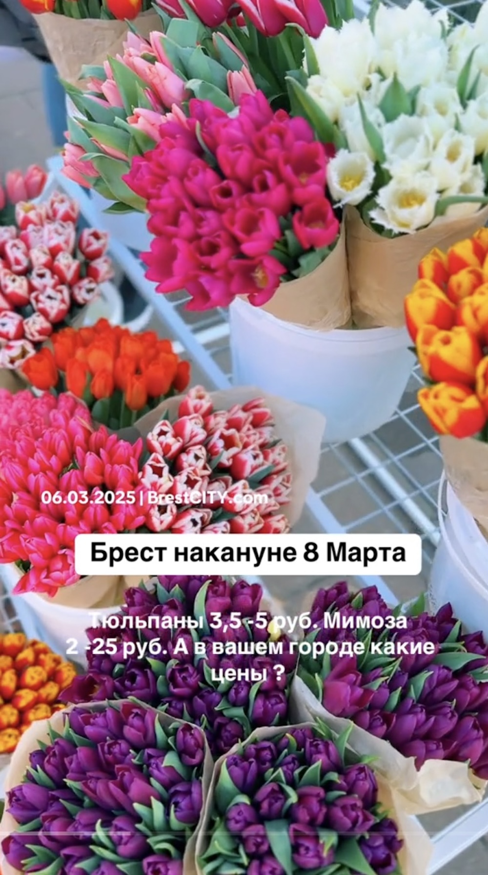 Скриншот видео с TikTok с ценами на тюльпаны и мимозу в Бресте 6 марта 2025 года.