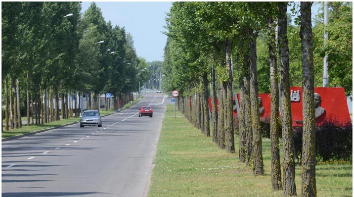 Тополя на Машерова в Бресте (аллея в сторону Брестской крепости). Фото: brestcity.