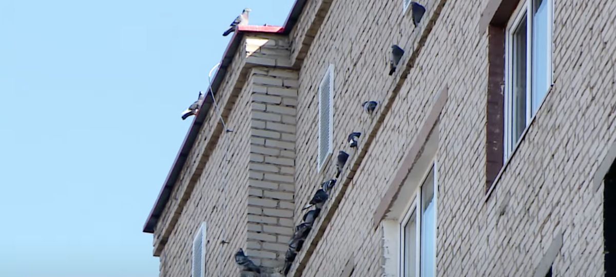 Голуби на крыше дома в Бресте