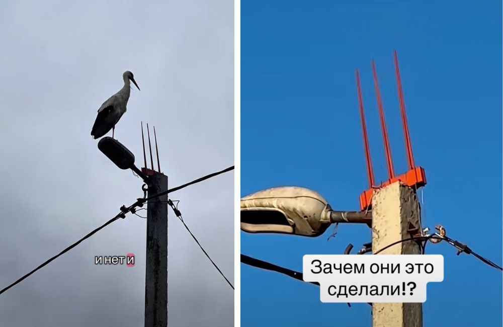 Металлический «трезубец» на месте гнезда аиста в Пружанском районе. Скриншот с видео в TikTok,