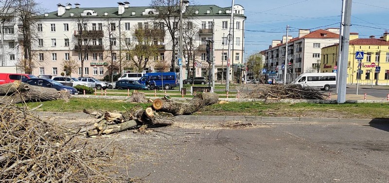 В Бресте возле ЦУМа спилили деревья. Фото из соцсетей