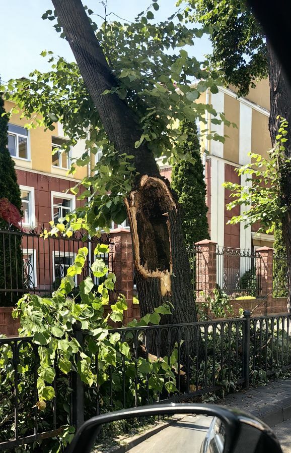 Аварийное дерево на Карла Маркса в Бресте. Фото: Телеграм.