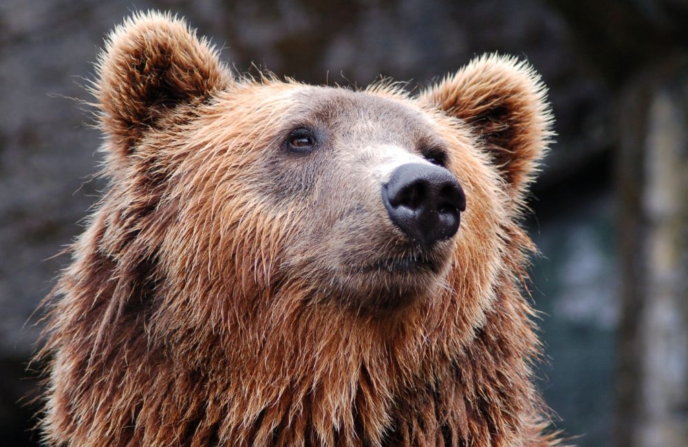 Бурый медведь. Фото: canva.com.