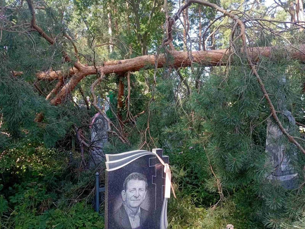 Упавшая сосна на кладбище в деревне Каменица-Жировецкая