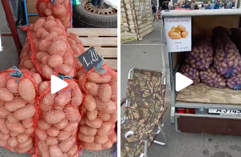 Цены на картошку на сельскохозяйственной ярмарке в Бресте