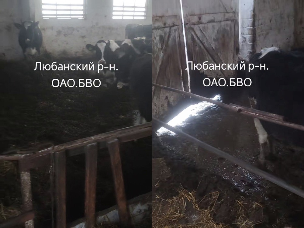 каровы стаяць у брудзе