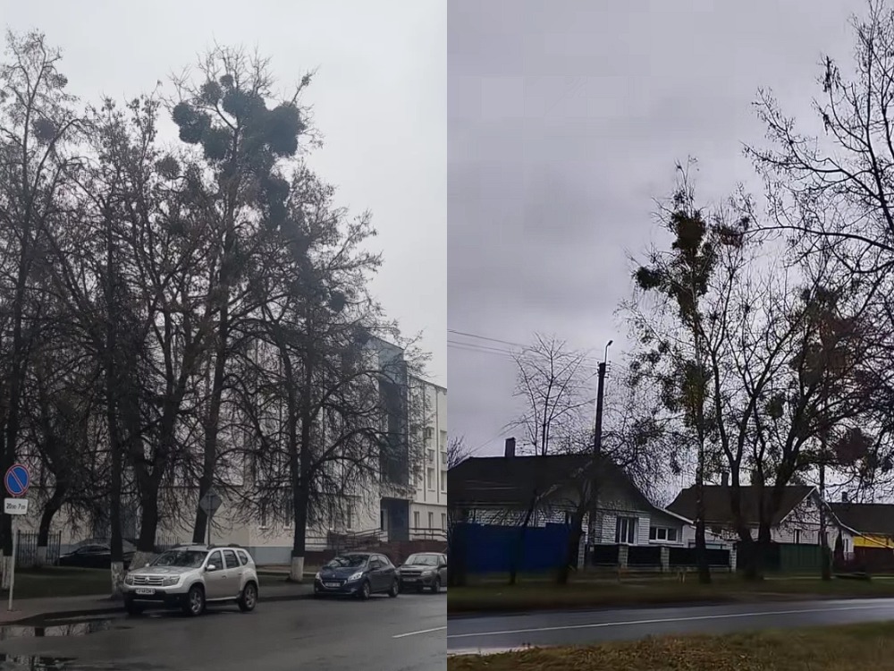 омела полупаразитное растение 