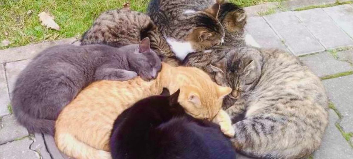 Бездомные коты, санаторий Буг
