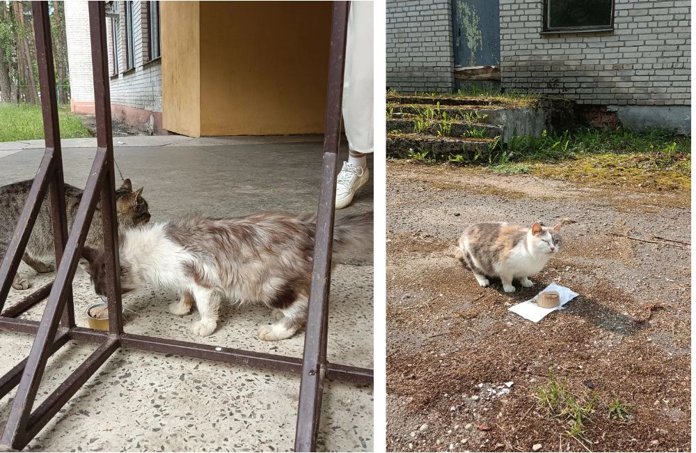 Бездомные коты у одного из санаториев Брестчины.
