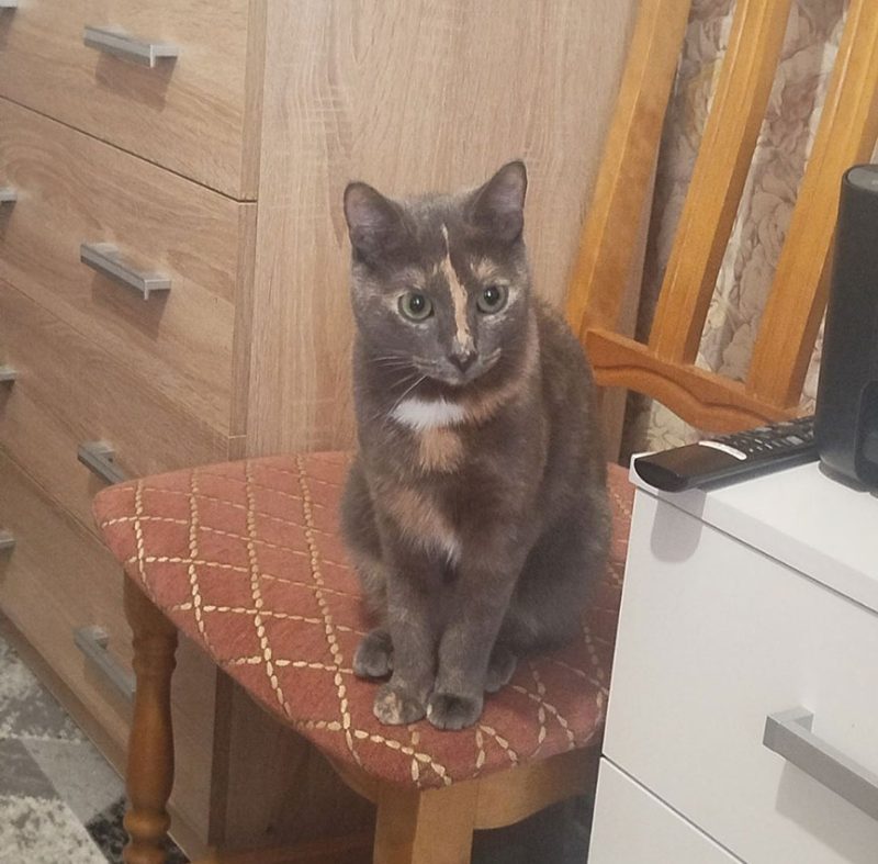 Кошка Ириска, которую закатали в банку и выбросили на улицу несколько месяцев назад. Фото ее хозяйки Карины