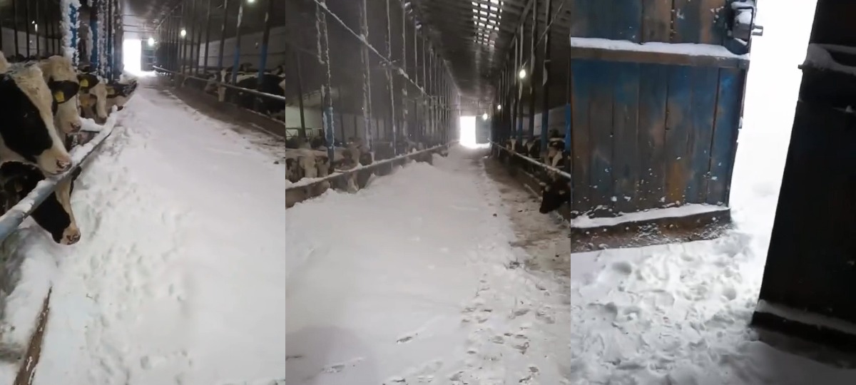 каровы ў снезе