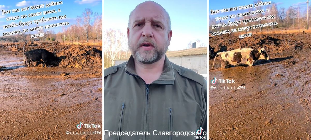 Коровы в навозе на ферме в Славгородском районе. Коллаж BGmedia