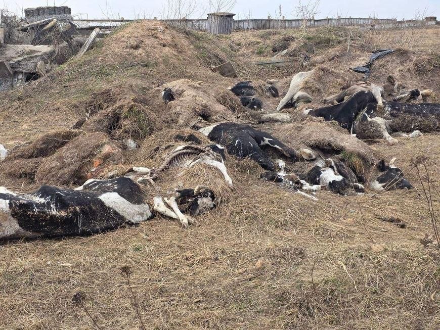 мертвые коровы, сваленные в яму