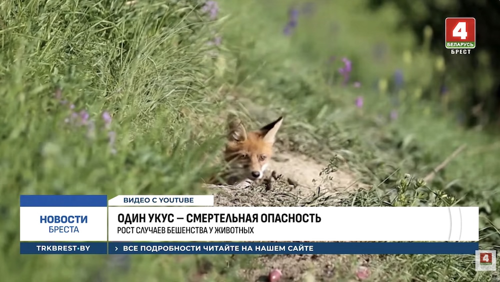 Лисица сидит в кустах.