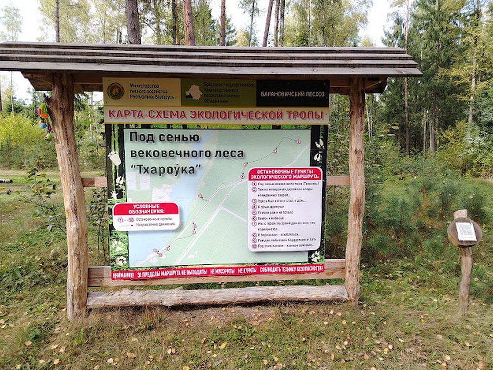 Веломаршрут Барановичского лесхоза. Фото: Victogan